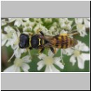 Ectemnius lituratus - Grabwespe w01.jpg